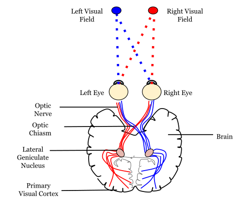 512px-Neural_pathway_diagram.svg.png