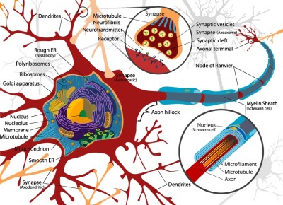 neuron.jpg