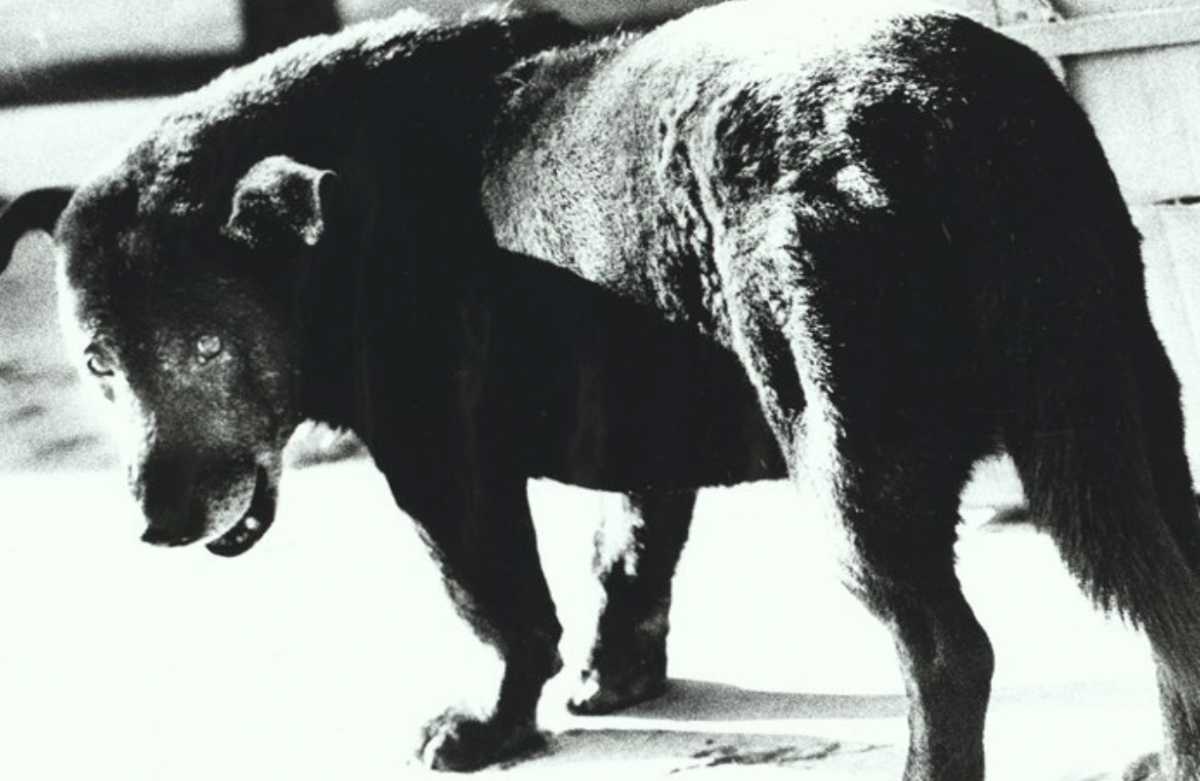 Screen Shot 2017-11-19 at 16.11.53.png