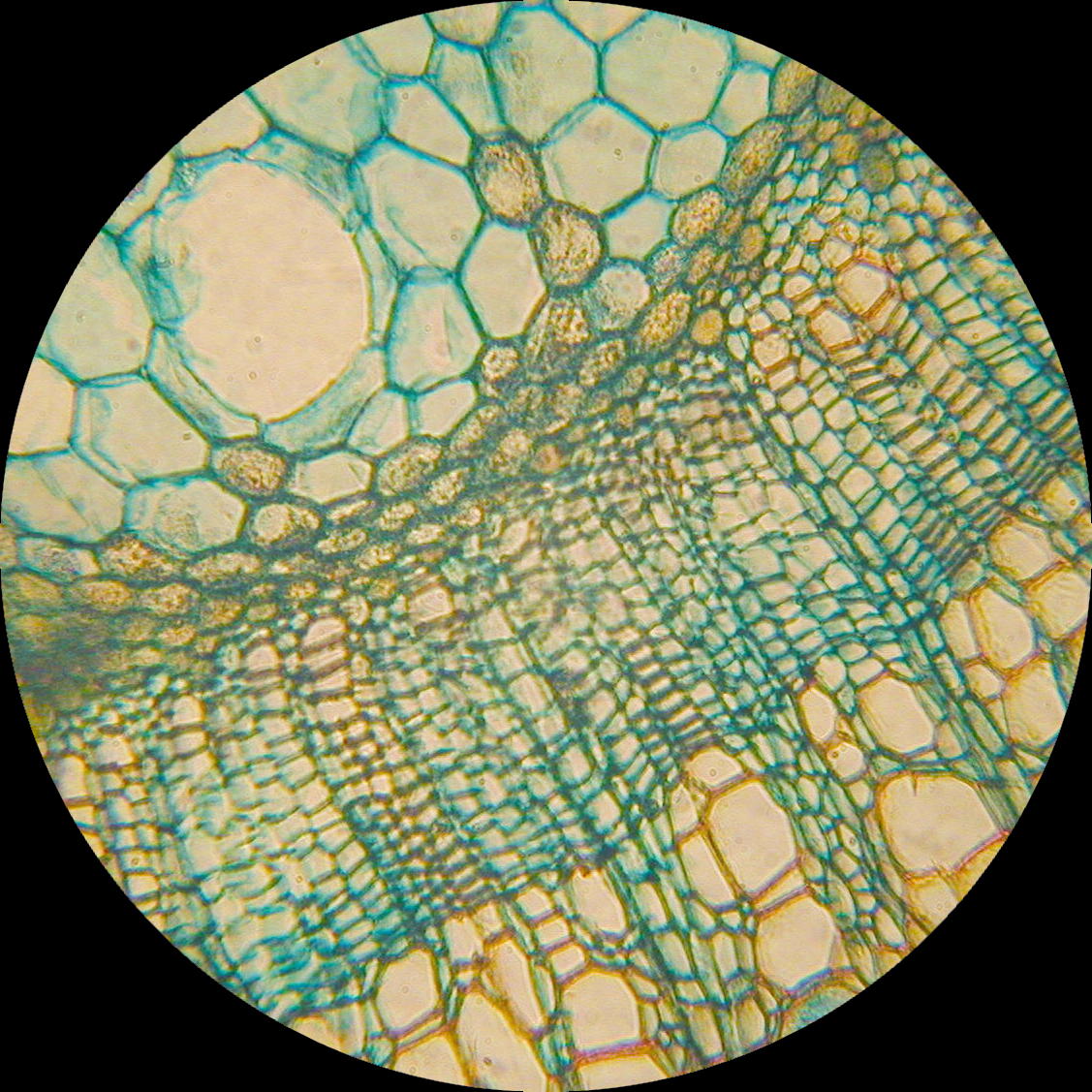 Tilia_stem_closeup.jpg