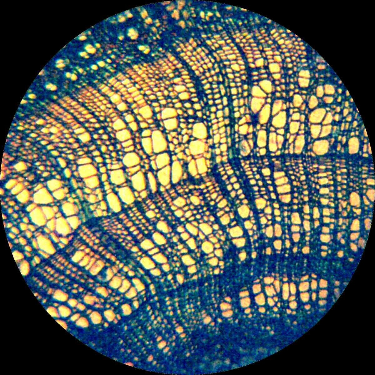 tilia_film_5.jpg