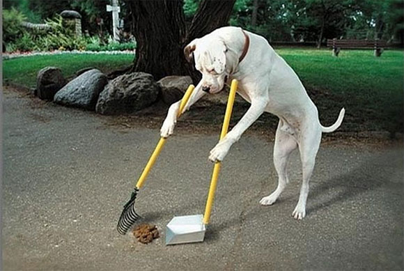 Love-Clean-Dog-l.jpg
