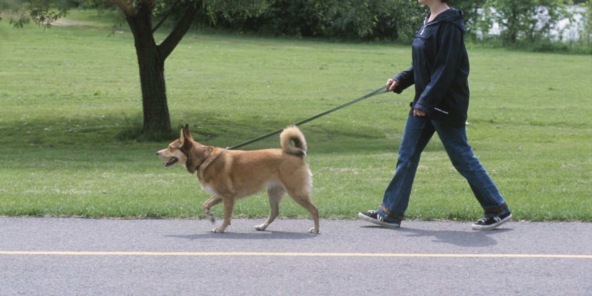 o-DOG-WALK-facebook.jpg