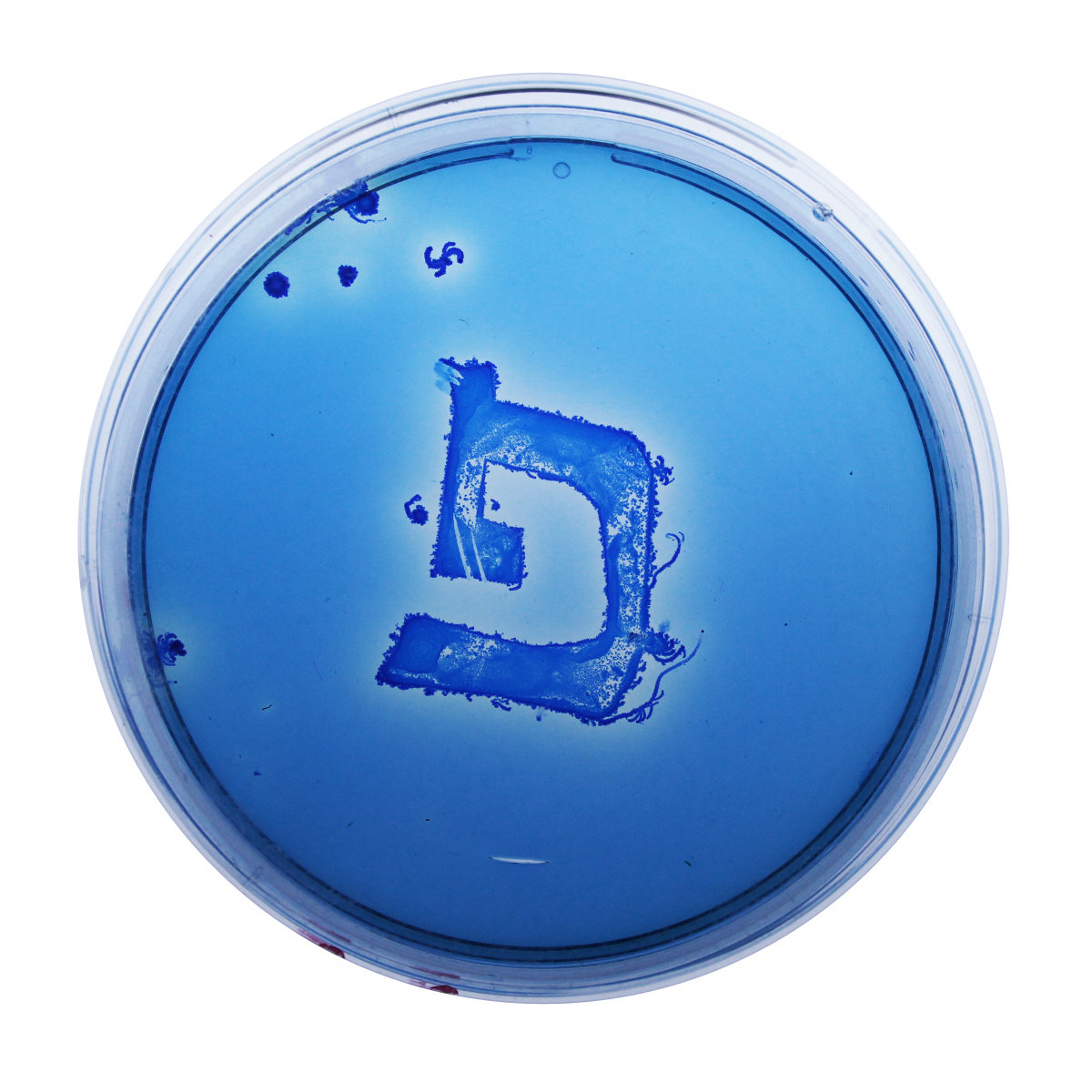 IMG_9190-copy1.png