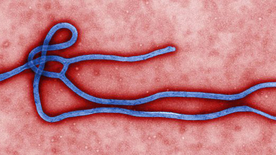 Ebola-virus.jpg