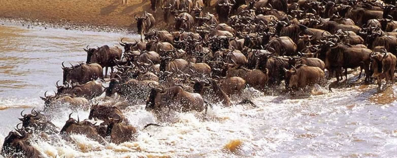 Buffalo Migration.jpg