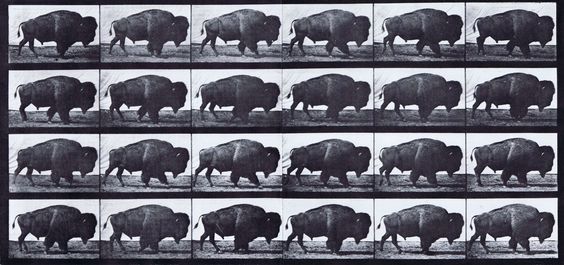 Buffalo Locomotion.jpg
