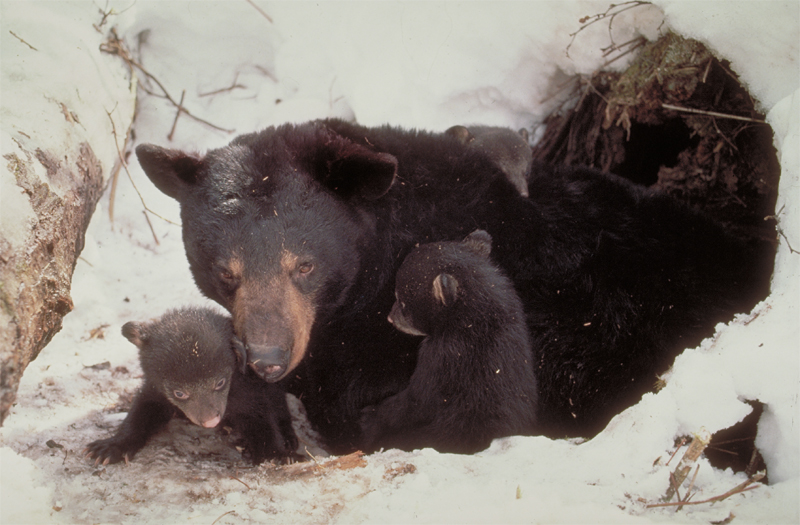 Bears Hibernate in Cold.jpg