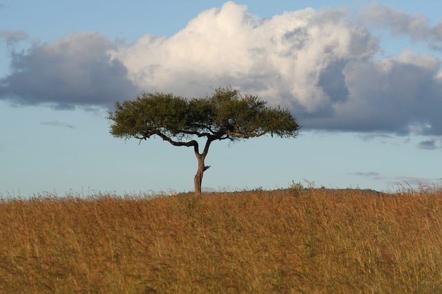 Acacia Tree.jpg