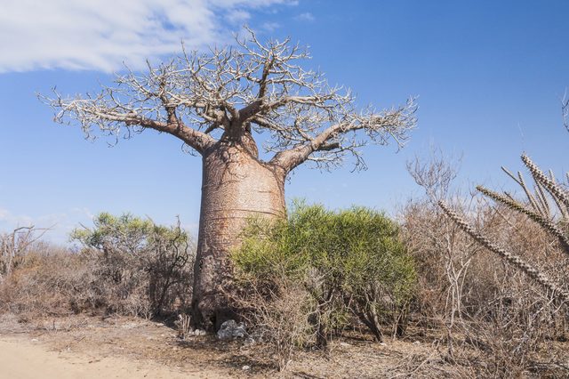 Baobab Tree.jpg.1
