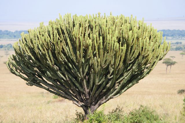 Candelabara Tree.jpg