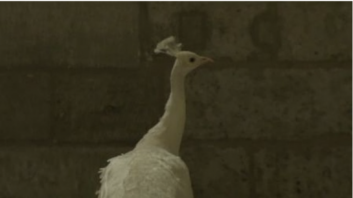 Screen Shot 2018-11-09 at 02.19.09.png