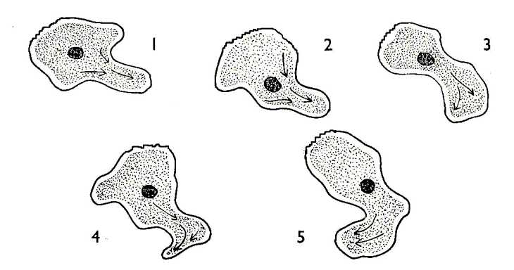 amoeba-locomotion-big.jpg