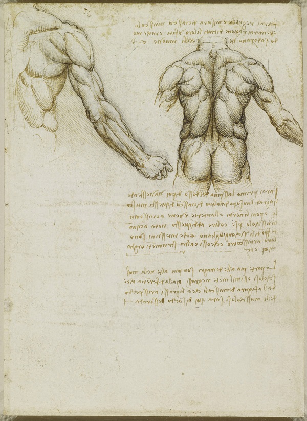 muscles of the back.jpg
