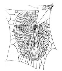 220px-Zygiella_web.jpg