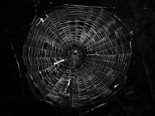 220px-Typical-orb-web-photo.jpg