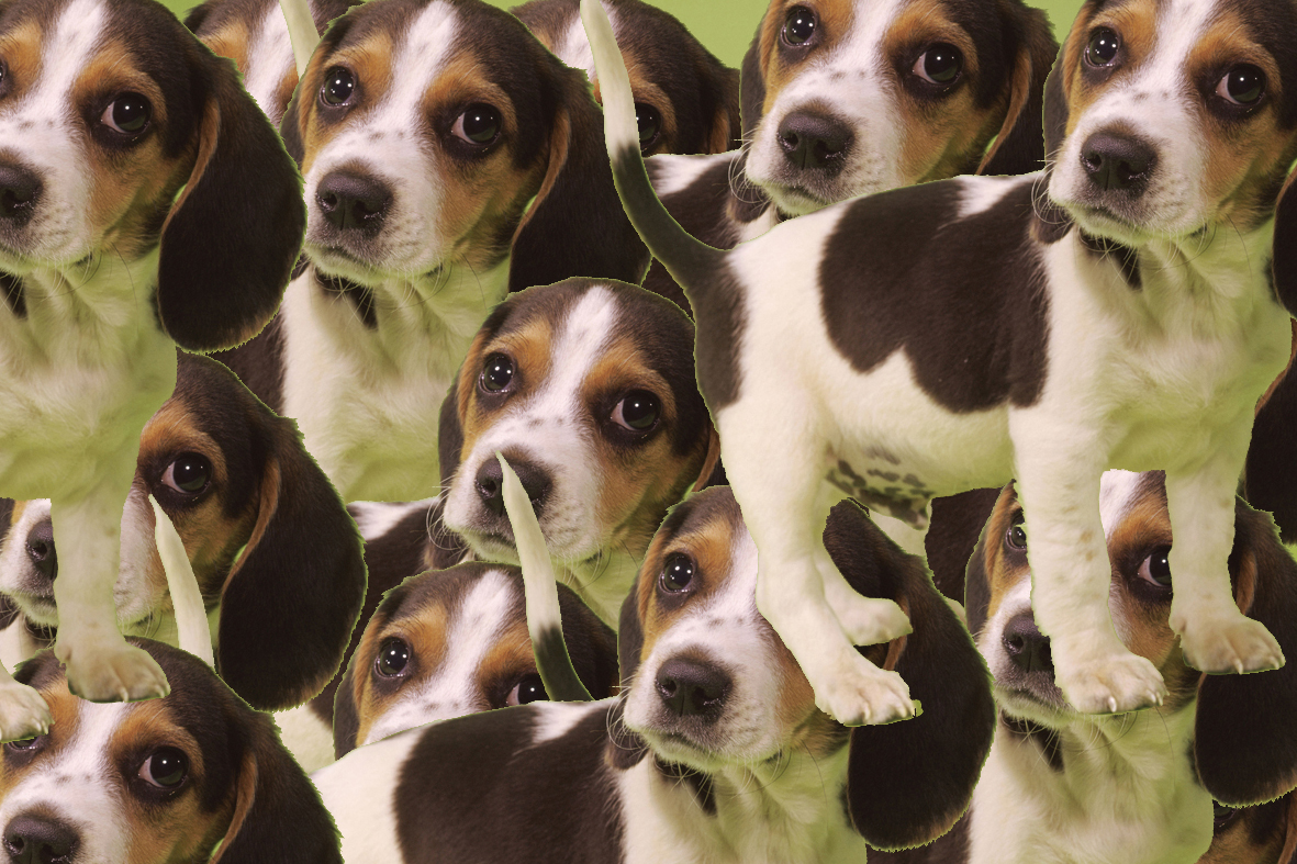 Dog copy.jpg