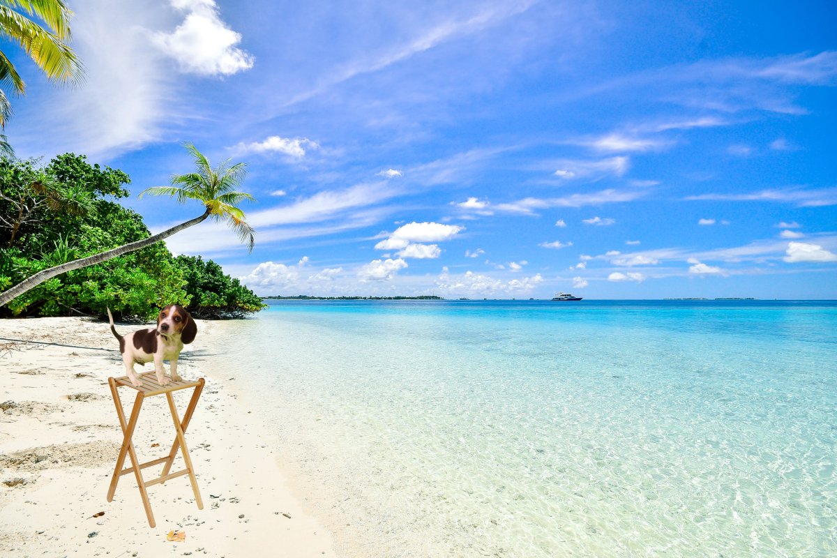 Beach copy.jpg