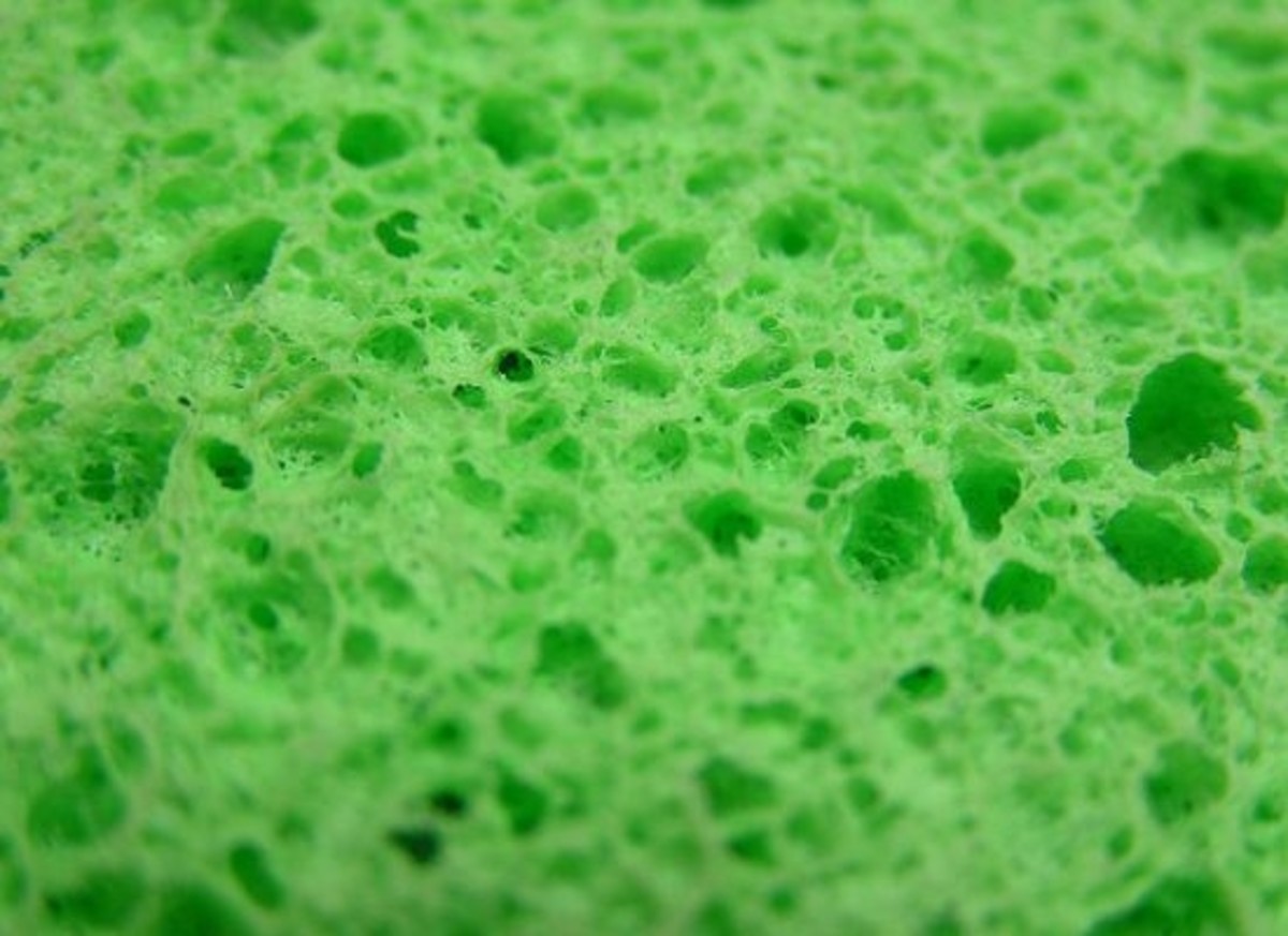 sponge-ccflcr-libraryman.jpg