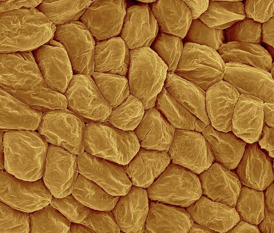 banana cells.jpg