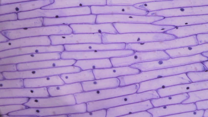 Onion Skin.jpg