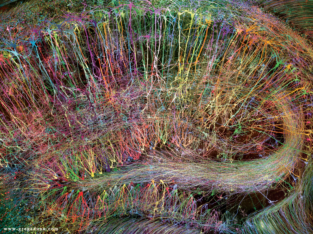 Brainbow-Hippocampus-rainbow-colors-large.jpg.1