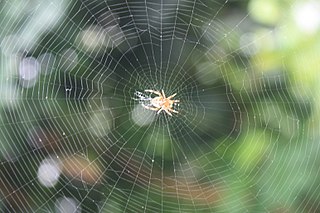 320px-A_classic_circular_form_spider's_web.jpg