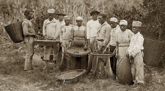 Coffee Slaves 1900's.jpg.1