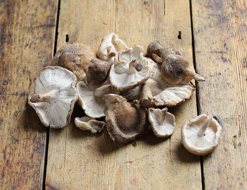 Shiitake Mushroom.jpg