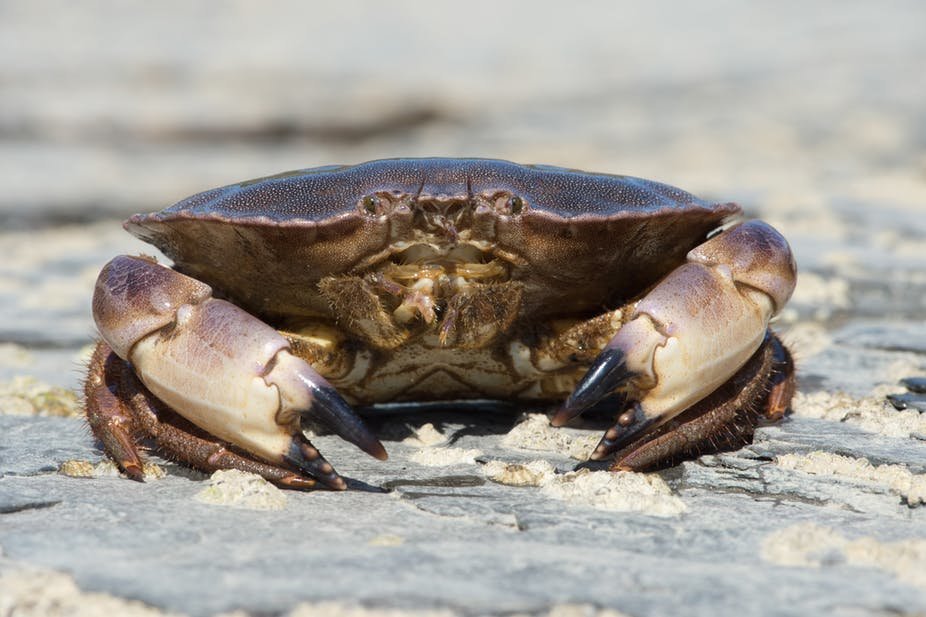 Crabs.jpg