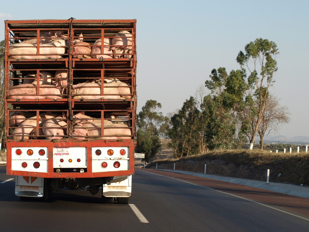 Truck Transporting Pigs.jpg