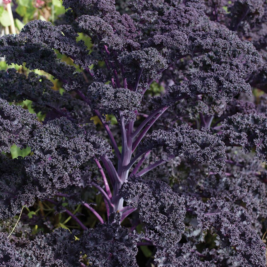 Redbor Kale.jpg