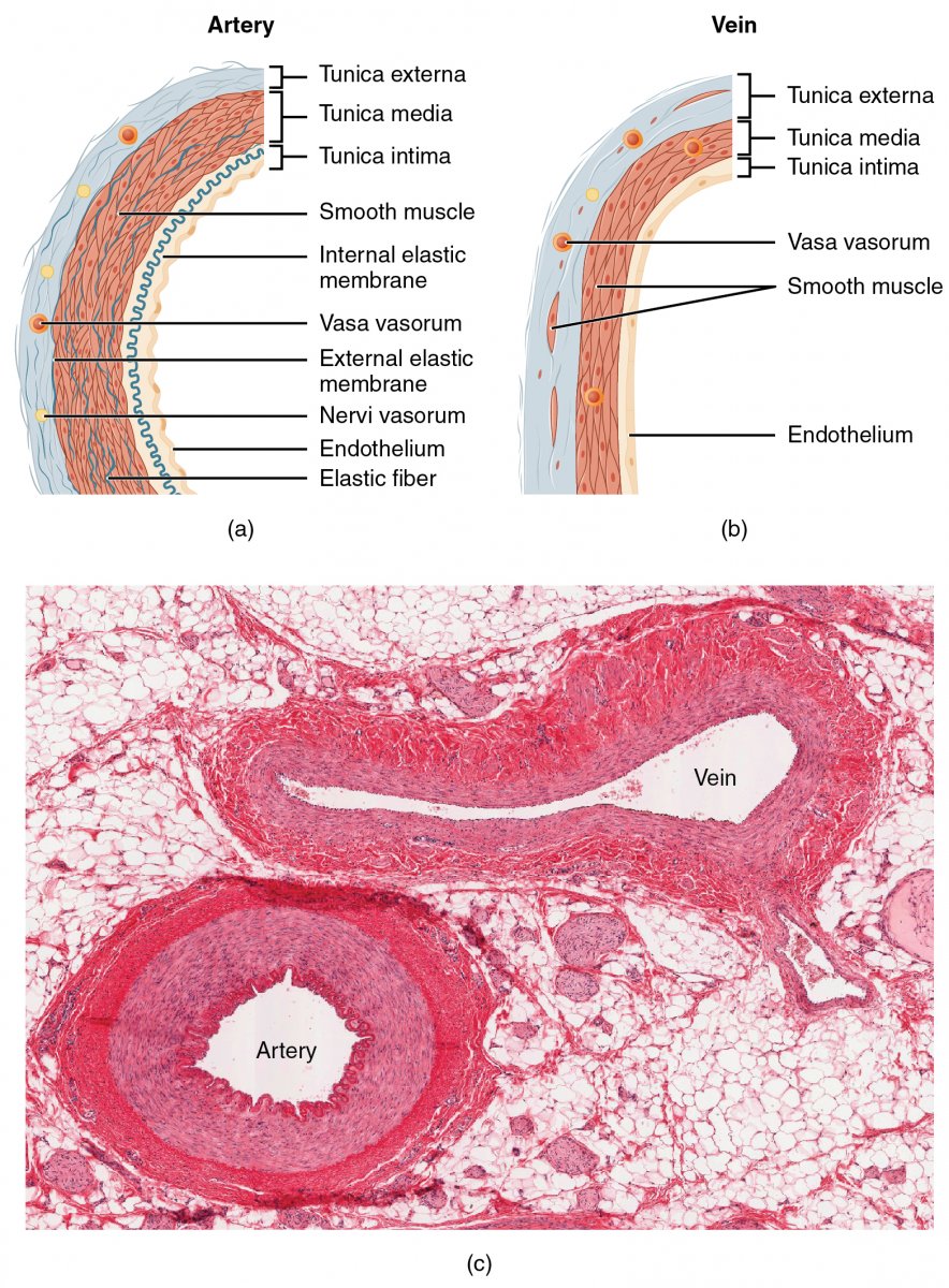 Comparison of Artery and Vein.jpg